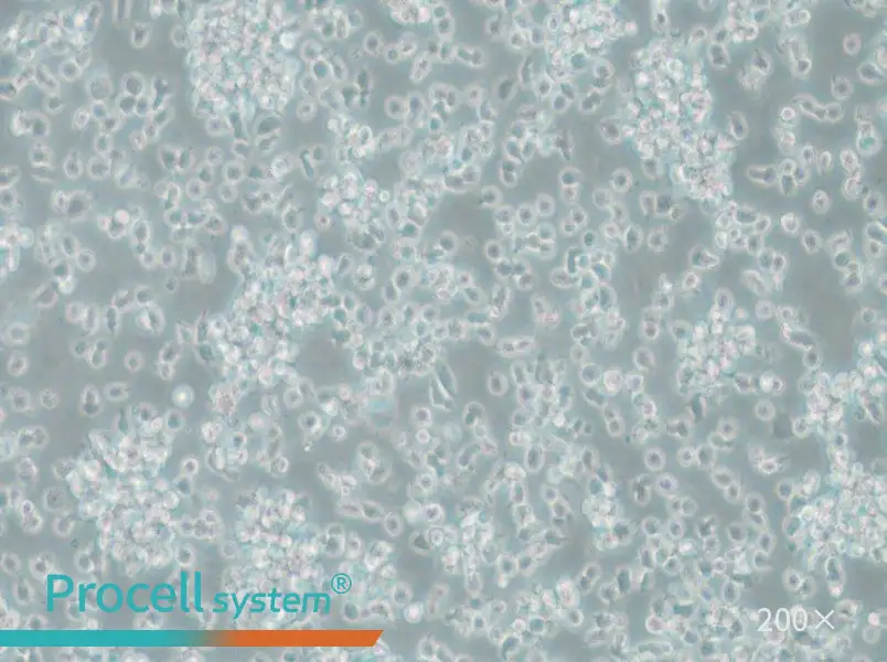 TK6 Cell Complete Medium - 6