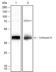 Recombinant Cathepsin B Monoclonal Antibody-searchlist-1