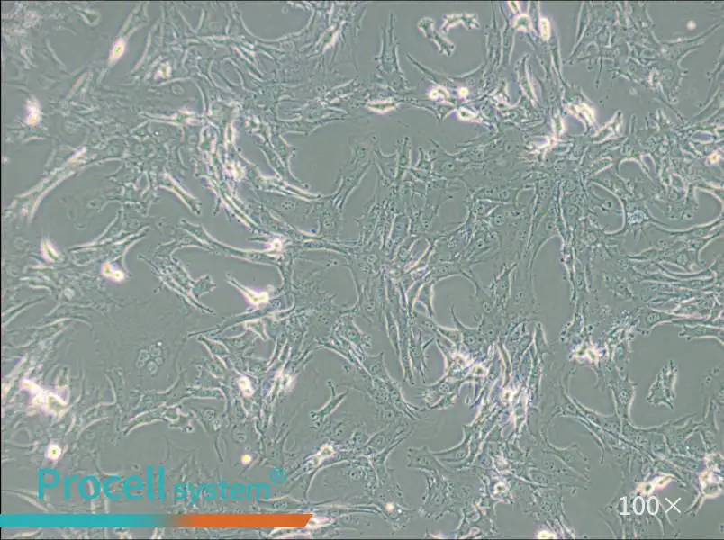 TtT/GF Cell Complete Medium - 1