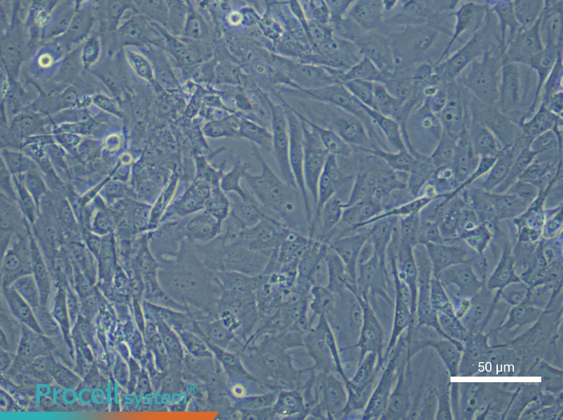 Mouse Oral Mucosal Fibroblast Complete Medium - 6