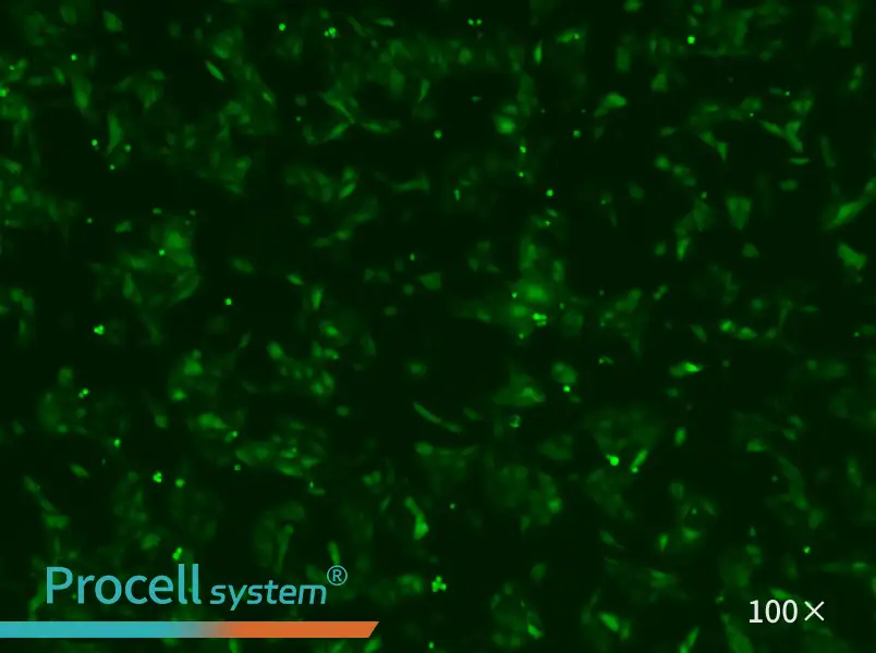 U-2 OS-LUC-EGFP Cell Complete Medium - 3