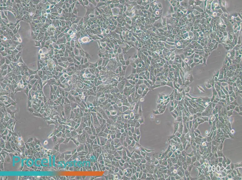 BFTC-905 Cell Complete Medium - 1