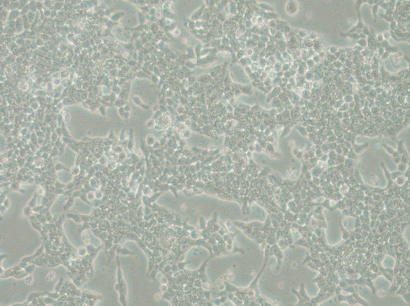 SW620-LUC (DMEM) Cell Complete Medium - 5