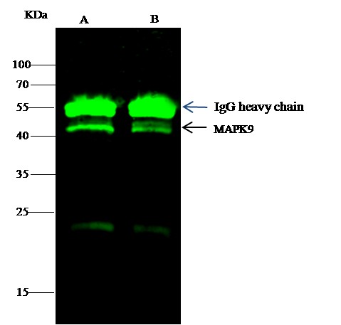 Recombinant JNK2/MAPK9 Monoclonal Antibody-searchlist-1