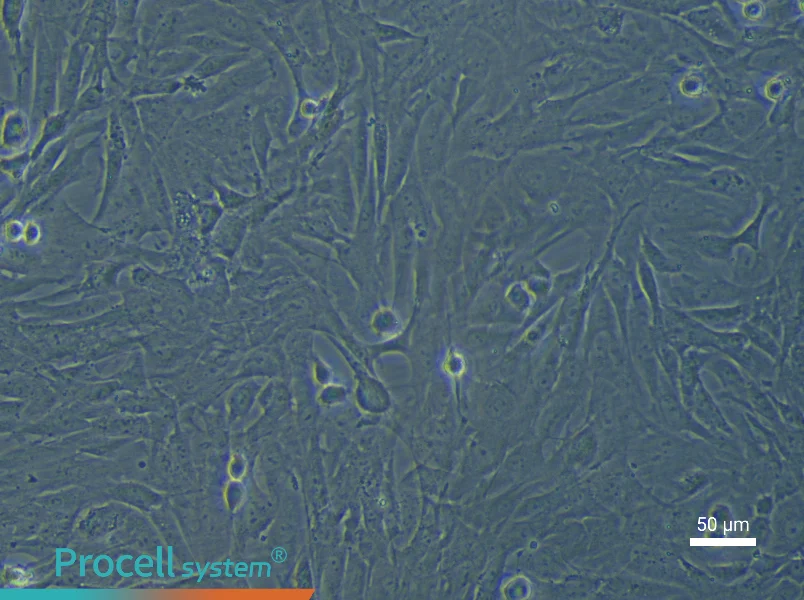 Rat Umbilical Cord Mesenchymal Stem Cells - 4