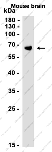 Recombinant Syntaxin Binding Protein 1 Monoclonal Antibody - 1