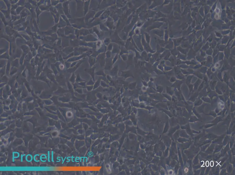 CHL Cell Complete Medium - small - 5