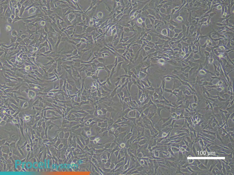 Rat Chondrocyte Complete Medium - 3