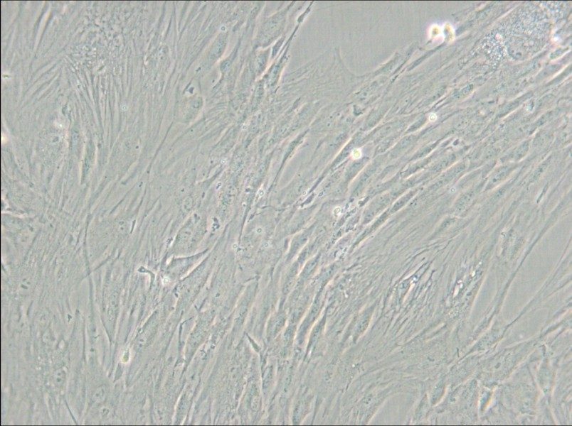 CCD-1095Sk Cell Complete Medium - small - 6