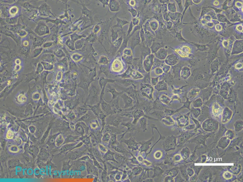 Mouse Chondrocyte Complete Medium - small - 4