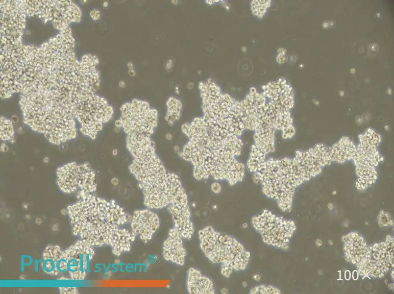 NCI-H716 [H716] Cell Complete Medium - 2