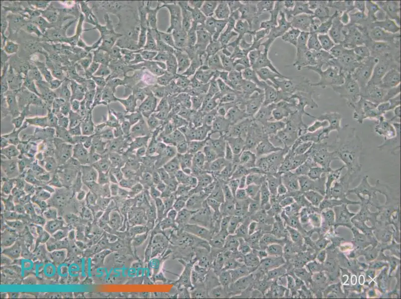 PA-1 Cell Complete Medium - small - 5