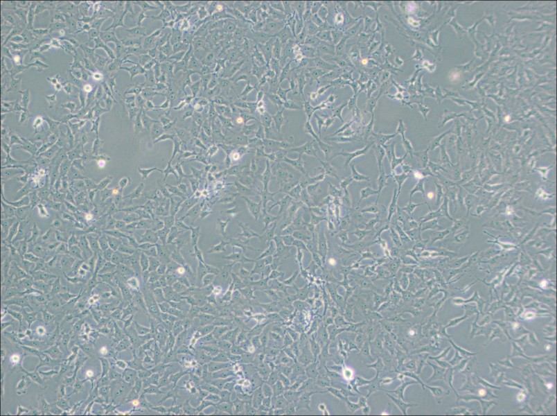 Mv.1.Lu [NBL-7] Cell Complete Medium - 3