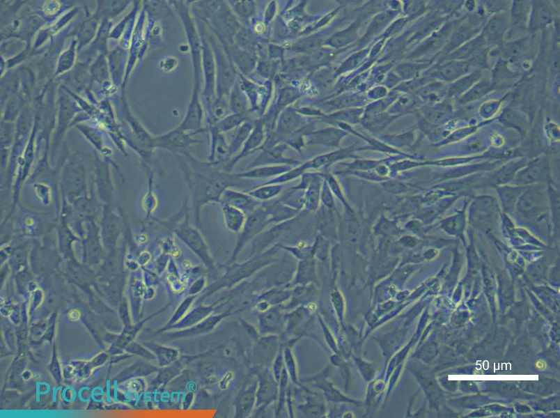 Rat Gingival Fibroblast Complete Medium - 4