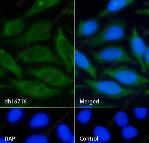 Recombinant ICAM-1/CD54 Monoclonal Antibody - 2