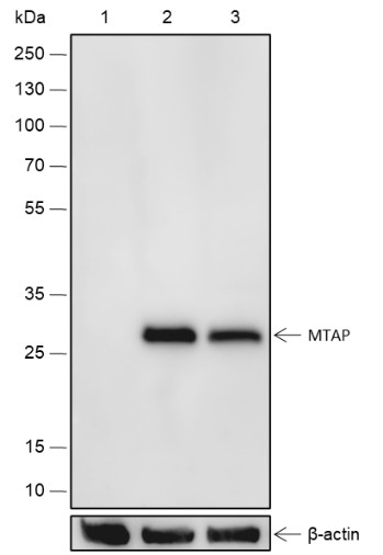 Recombinant MTAP Monoclonal Antibody-searchlist-1