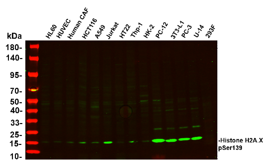 Recombinant Phospho-Histone H2A.X (Ser139) Monoclonal Antibody - 1