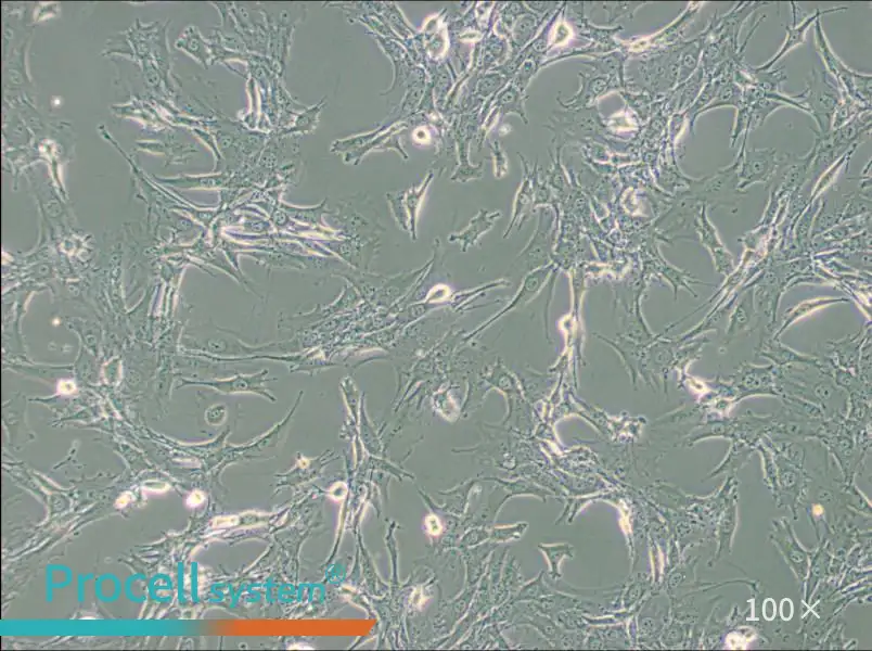 TtT/GF Cell Complete Medium - 3