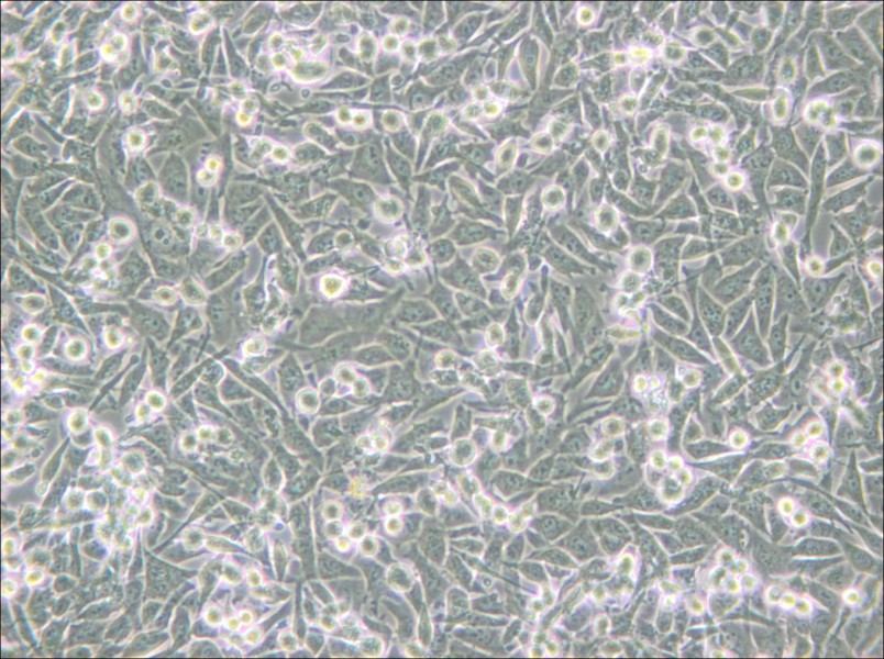 PaTu 8988t Cell Complete Medium - small - 4