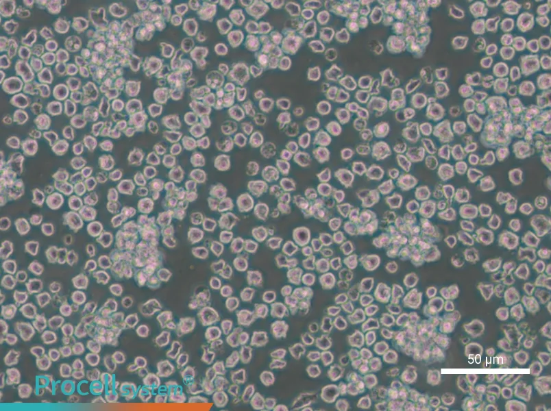 EL4 Cell Complete Medium - small - 4