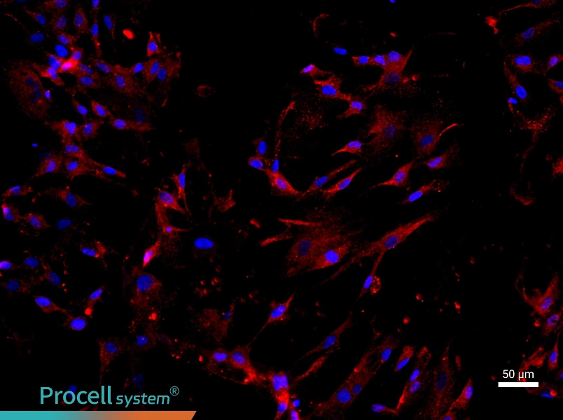 Human Bone Marrow Mesenchymal Stem Cell Complete Medium - 1