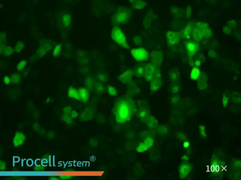A549-GFP Cell Complete Medium - 3
