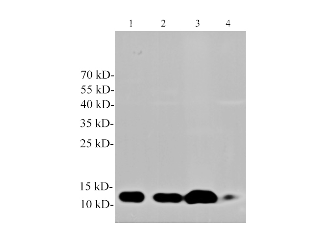 Western blotting with anti-Cys-C polyclonal antibody at dilution of 1:1000. Lane 1: HepG2 cell lysate, lane 2: PC-3 cell lysate, lane 3: CaCo2 cell lysate, lane 4: Mouse kidney lysate.