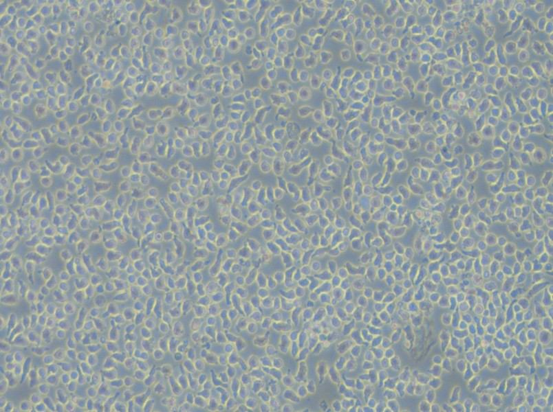 JM-1 Cell Complete Medium - 5