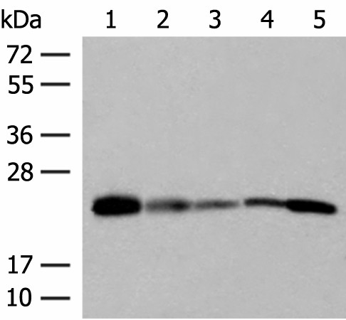 Western blot analysis of 293T 231 HUVEC Hela and A549 cell lysates  using MT-CO2 Polyclonal Antibody at dilution of 1:400