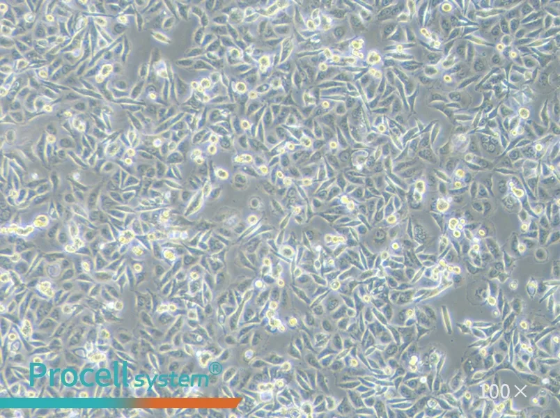 SW480 [SW-480] (DMEM) Cell Complete Medium - 2