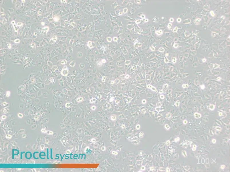KYSE-150 Cell Complete MediumKYSE-150 Cell Complete Medium - 3