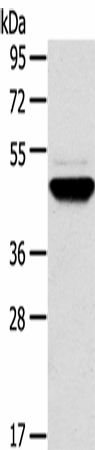 Western Blot analysis of Human fetal brain tissue using TM7SF2 Polyclonal Antibody at dilution of 1:500