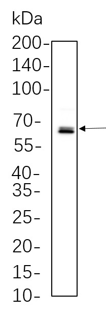 Recombinant Phospho-NF-κB p65 (Ser536) Monoclonal Antibody-searchlist-1