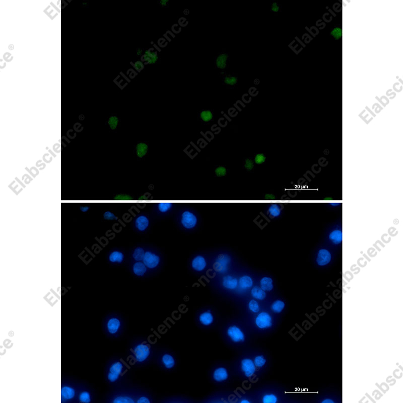 Recombinant RNA polymerase II CTD repeat YSPTSPS Monoclonal Antibody - 2