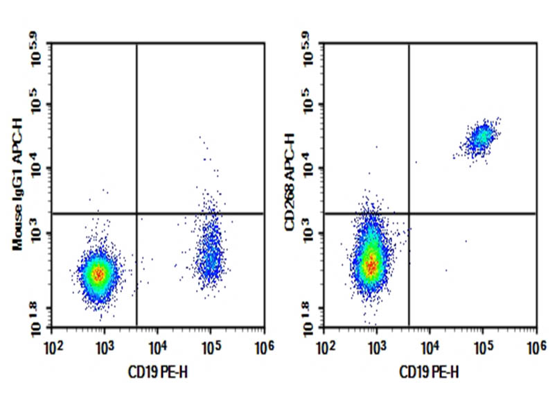 Purified Anti-Human CD268 Antibody[11C1]-searchlist-1