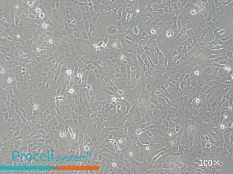 RF/6A Cell Complete Medium - 2