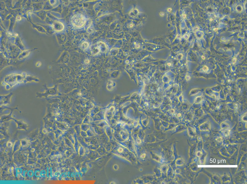 HL-1 Cell Complete MediumHL-1 Cell Complete Medium - 5