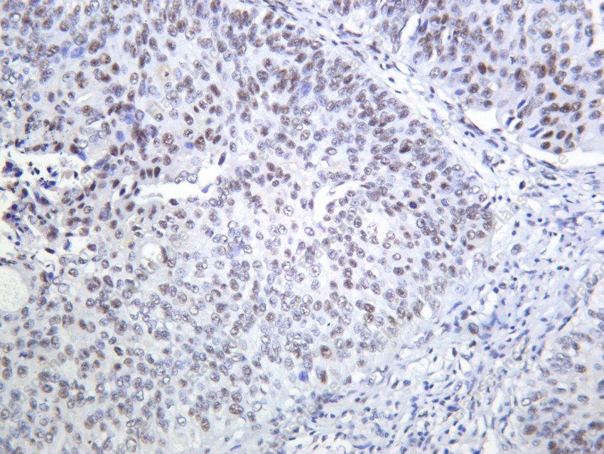 Recombinant Cdc25C Monoclonal Antibody - 2