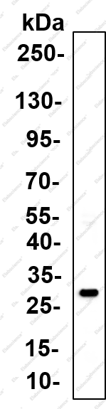 Recombinant 14 3 3σ Monoclonal Antibody - 4