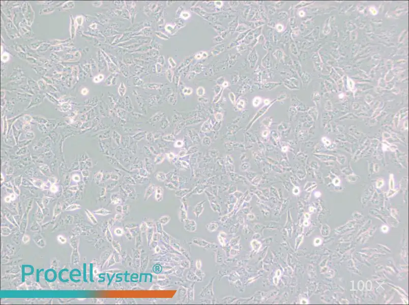 C643 Cell Complete Medium - 2