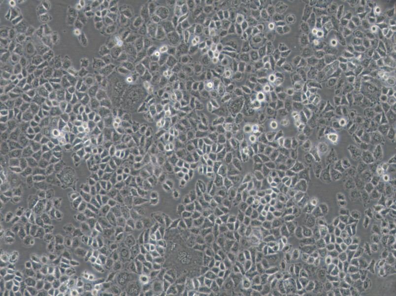 NCI-H838 Cell Complete Medium - small - 2