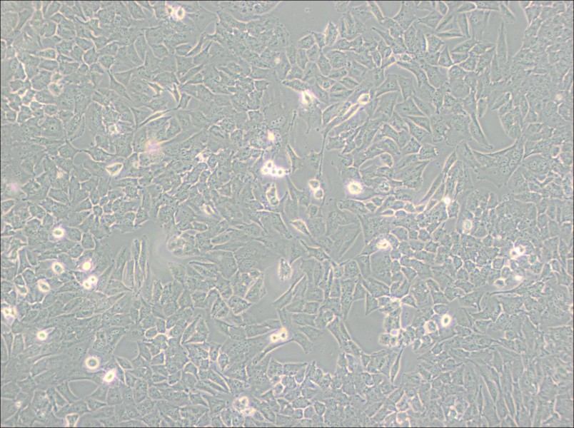 T98G Cell Complete Medium - 2