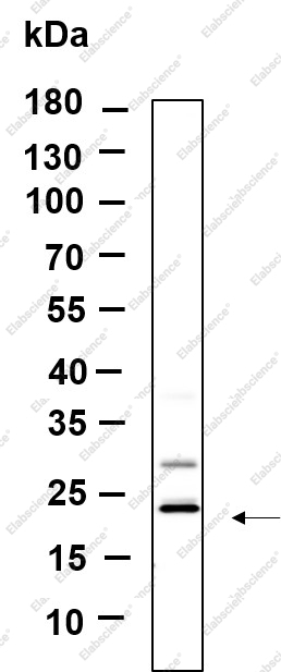 Recombinant KLLN Monoclonal Antibody - 1