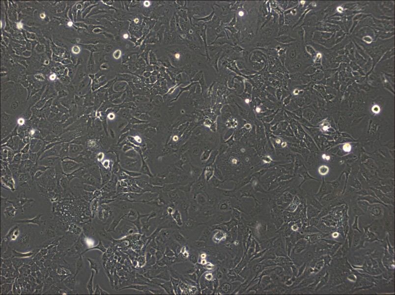 SK-GT-4 Cell Complete Medium-searchlist-1