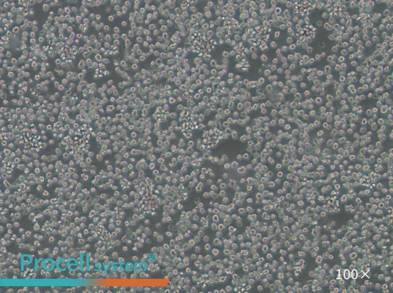 EL4 Cell Complete Medium - 1