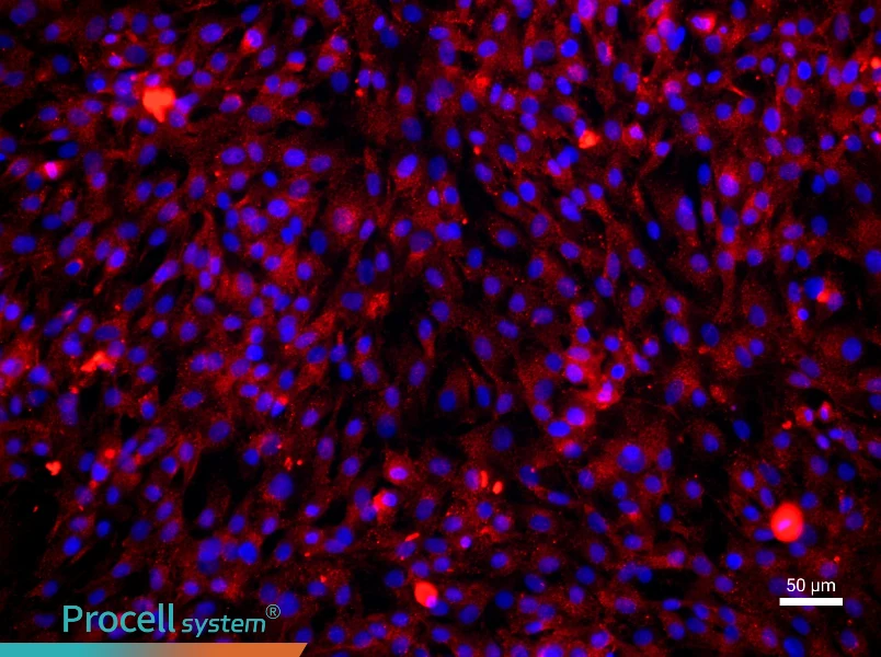 Rat Skeletal Muscle Cell Complete Medium - 1