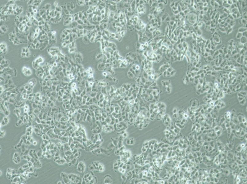 QGP-1 Cell Complete Medium - 3