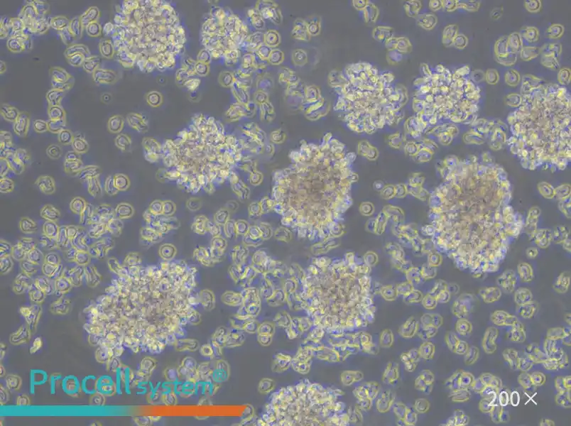 YAC-1 Cell Complete Medium - small - 5