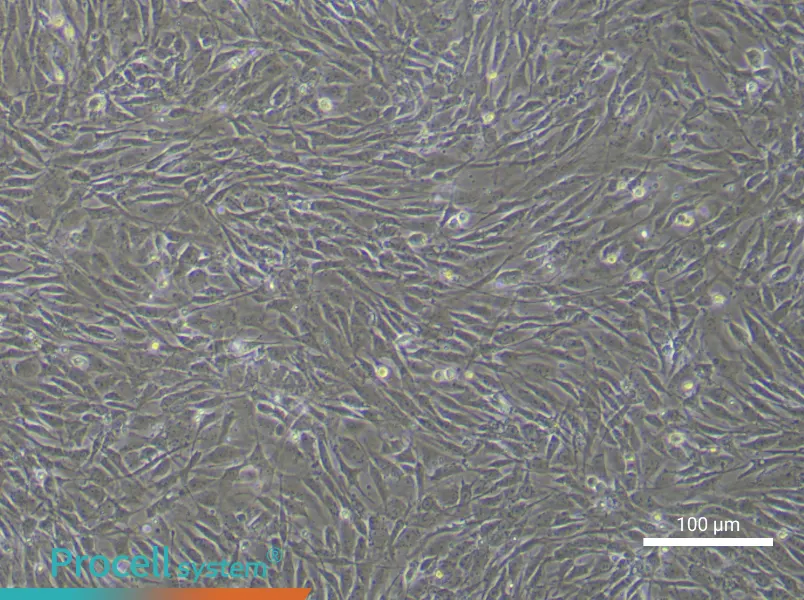 Human Bone Marrow Mesenchymal Stem Cell Complete Medium - small - 5