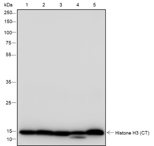 Recombinant Histone H3 (CT) Monoclonal Antibody - small - 4